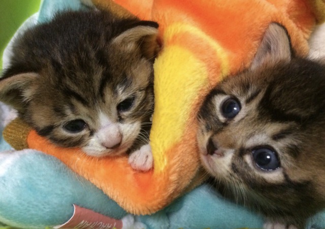 最初に保護した二匹の子猫「アン」と「ドゥ」